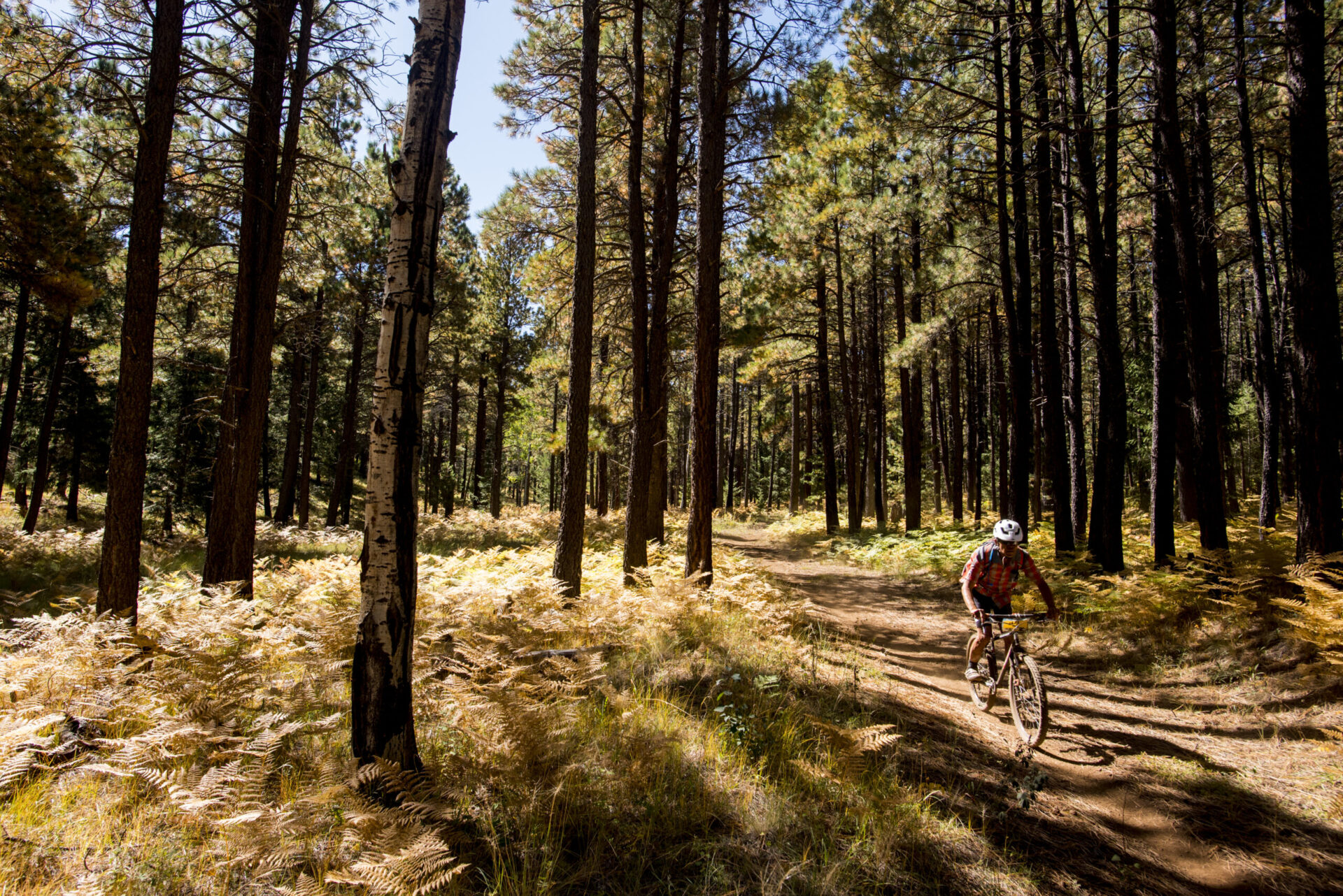 Mountain biking through pines